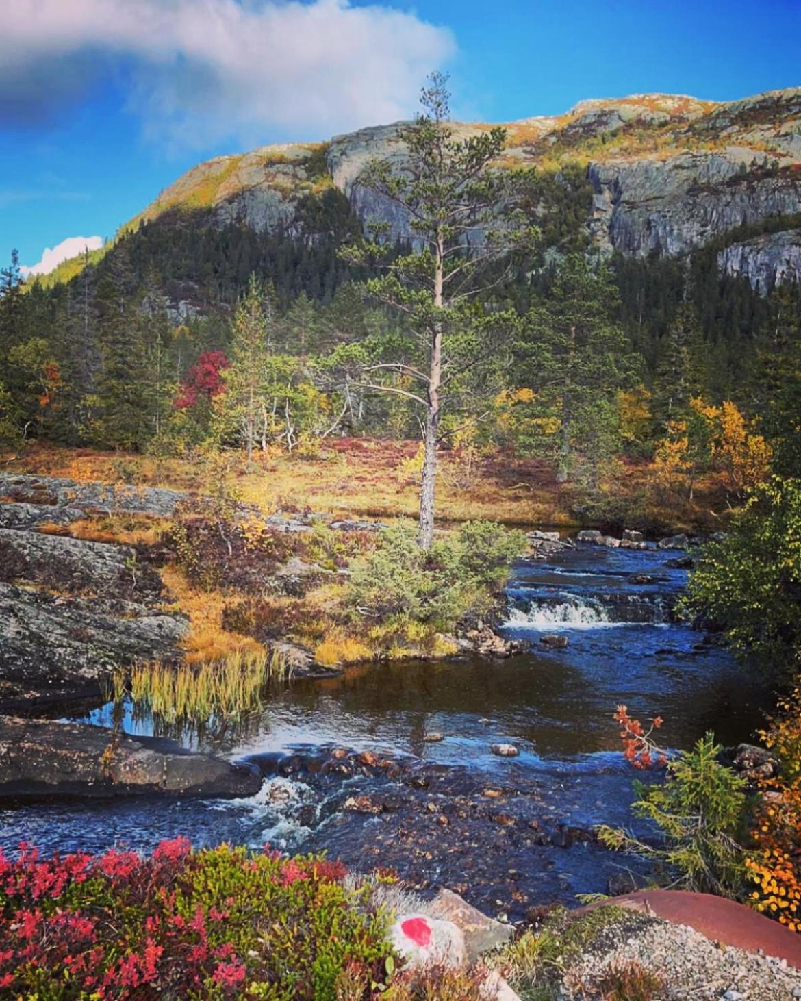 Feriehus Peaceful Close To Bo Sommarland And Lifjell-perfect For Hiking Folkestad (Telemark)